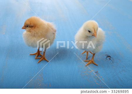 Fluffy little yellow chickens   33269895