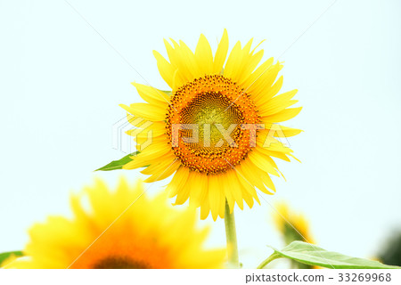 向日葵 33269968