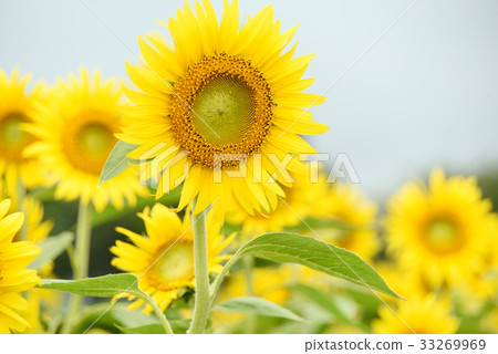 向日葵 向日葵 33269969