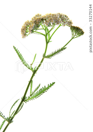 Common yarrow (Achillea millefolium) 33270144