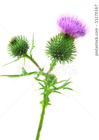 common thistle (Cirsium vulgare) 33270167
