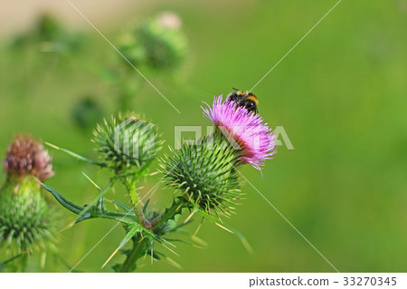 common thistle (Cirsium vulgare) 33270345
