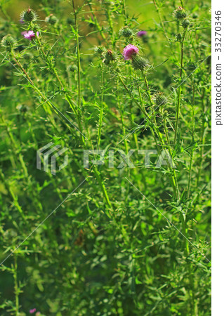 common thistle (Cirsium vulgare) 33270346