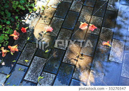 A flower that has fallen after the rain 33270347
