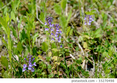 黃芩 黃芩 33270498