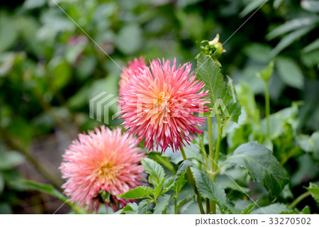 Pom ponderia 33270502