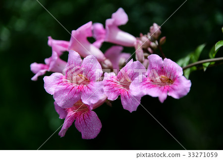 Podranea Ricasoliana 33271059