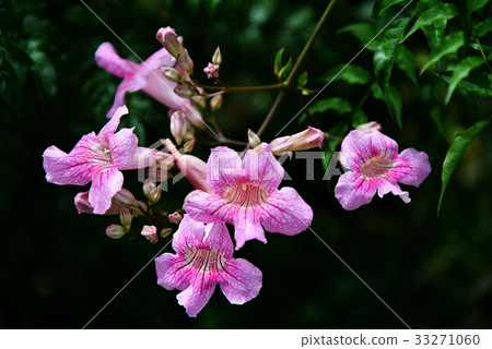 Podranea Ricasoliana 33271060