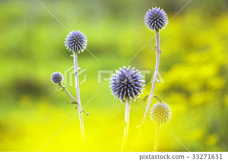 Higo Thailand The hills with botanical flowers Hiwacho Mikawachi Higo Thailand The hills with botanical flowers Hiwacho Mikawachi 33271631