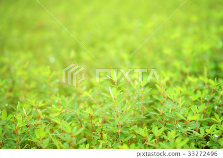 晨露野草7 晨露野草7 33272496