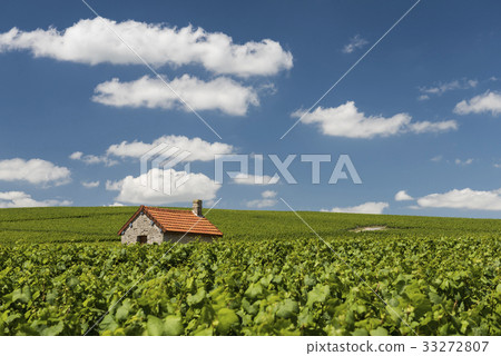 Billy-Le-Grand Vineyards and Clouds 33272807