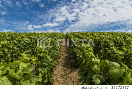 Champagne Vineyard Clouds 33272817