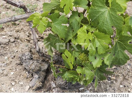 Chardonnay Vine 33272818