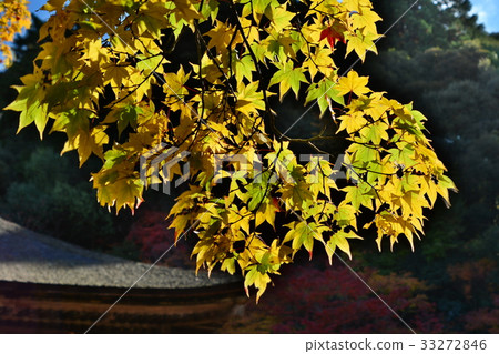 Koto Miyama Saimyoji Temple 33272846