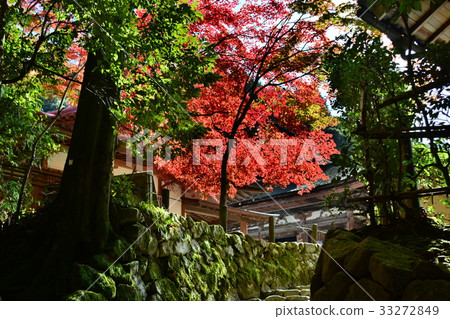 Koto Miyama Saimyoji Temple 33272849
