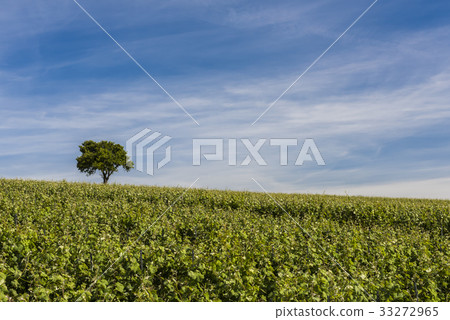 Vineyard Le Breuil 33272965
