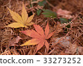 Fallen leaves 33273252
