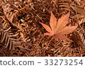 Fallen leaves 33273254