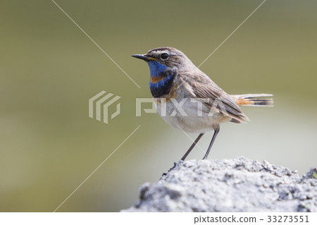 Male Red-spotted bluethroat Male Red-spotted bluethroat 33273551