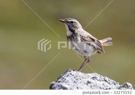 Female Red-spotted bluethroat 33273553