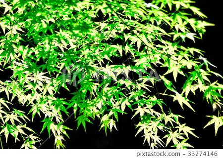 Momiji Momiji 33274146