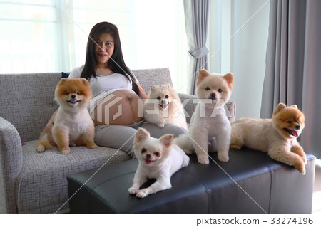 woman pregnant and pomeranian dog cute pets woman pregnant and pomeranian dog cute pets 33274196