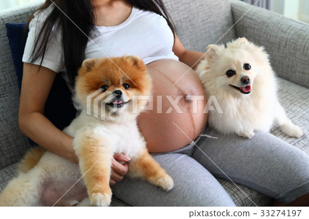 woman pregnant and pomeranian dog cute pets 33274197