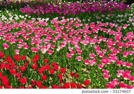 茨城縣國有日立海濱公園的鬱金香 茨城縣國有日立海濱公園的鬱金香 33274607