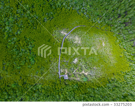 aerial view of mangrove forest 33275203