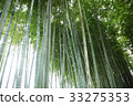  竹林 33275353