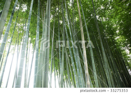 竹林 竹林 33275353