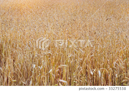 Harvesting wheat rye. Field of agricultural farm 33275538