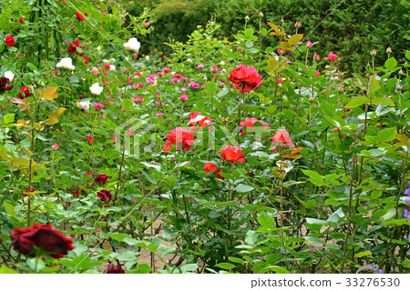 Matsushima walk: White flower peak Western garden Enkoin Matsushima walk: White flower peak Western garden Enkoin 33276530