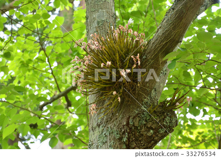 Plant: Sekocran 33276534