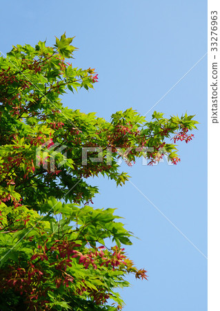 獨特的商陸翅果 33276963