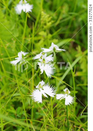 Virginity grass 33277024