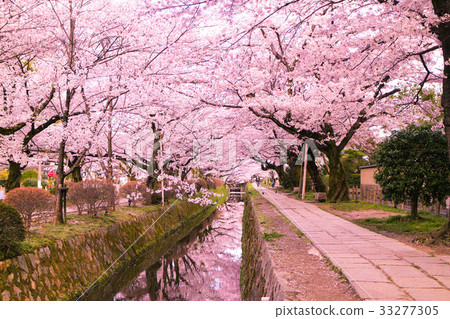 Cherry blossoms on the way of philosophy 33277305