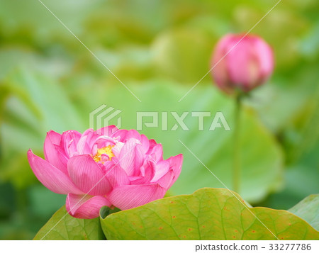Lotus pond lotus Lotus pond lotus 33277786