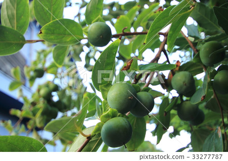 Blue persimmon Blue persimmon 33277787
