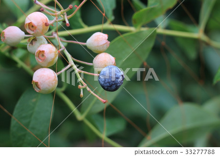 blueberry blueberry 33277788