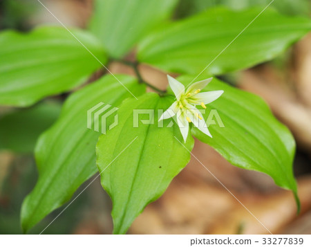 志高莉莉 33277839