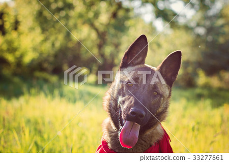 Shepherd on a walk 33277861