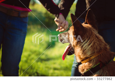 Shepherd on a walk 33277862