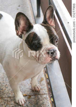 waiting dog or French bulldog waiting dog or French bulldog 33277908