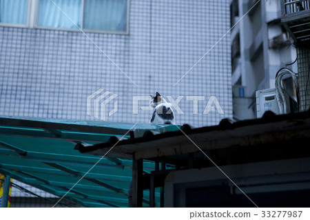 貓,屋頂,猫、屋根、Cat, roof, 貓,屋頂,猫、屋根、Cat, roof, 33277987