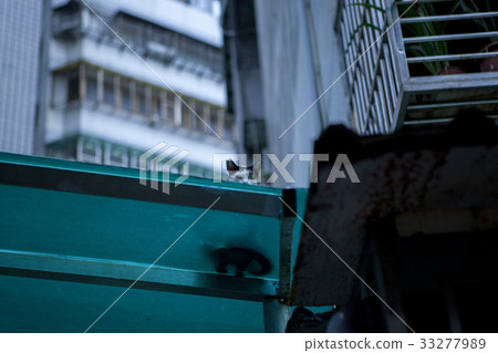 貓，屋頂，猫、屋根、Cat, roof, 33277989