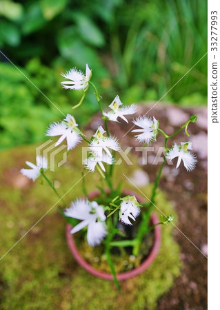 Habenwort flower　 33277993