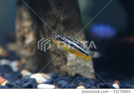 Zebra fish 33278005