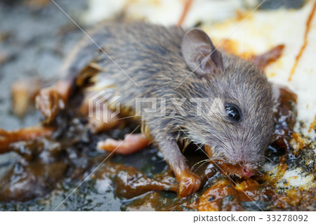 the rat in glue stick on the mousetrap 33278092