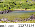 horses are standing near the lake 33278326